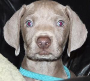 PurebredWeimaranerPuppiesinWesternSouthDakot